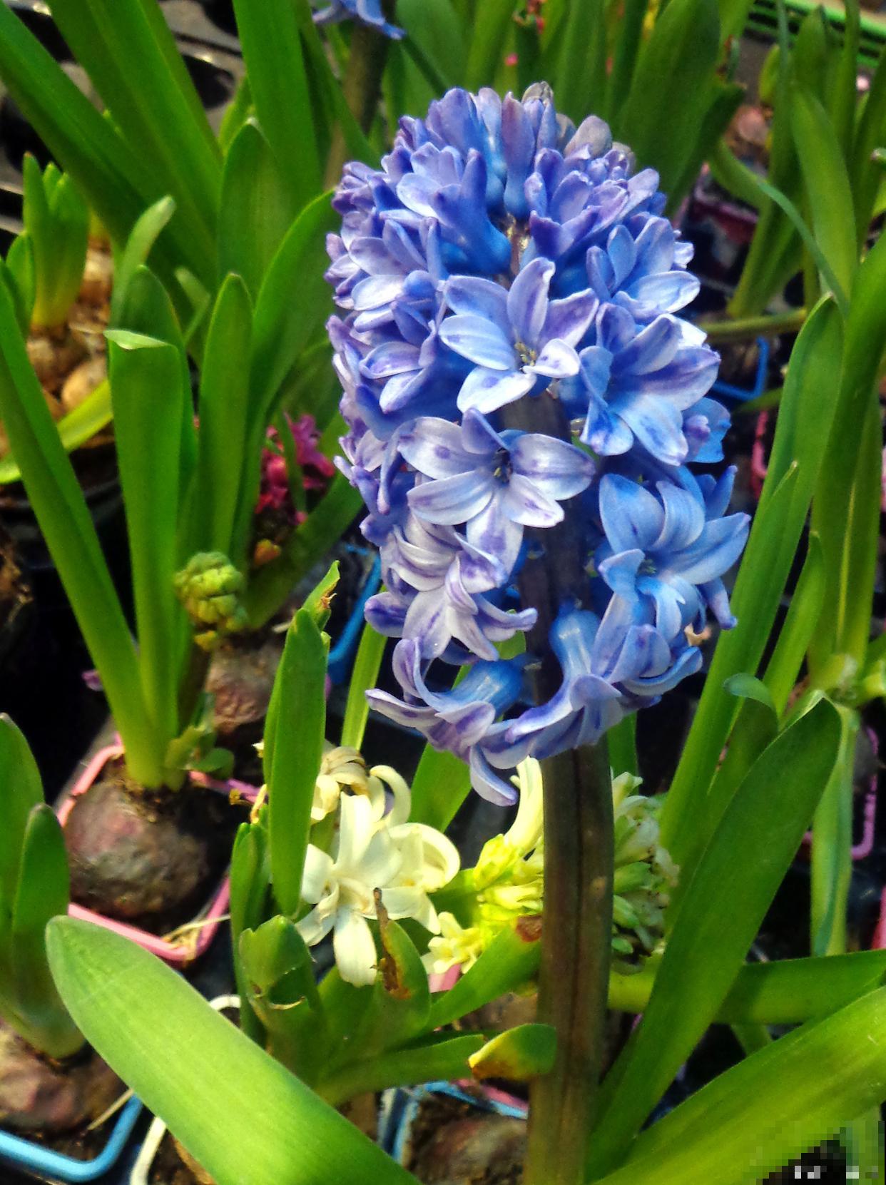 风信子是什么颜色的