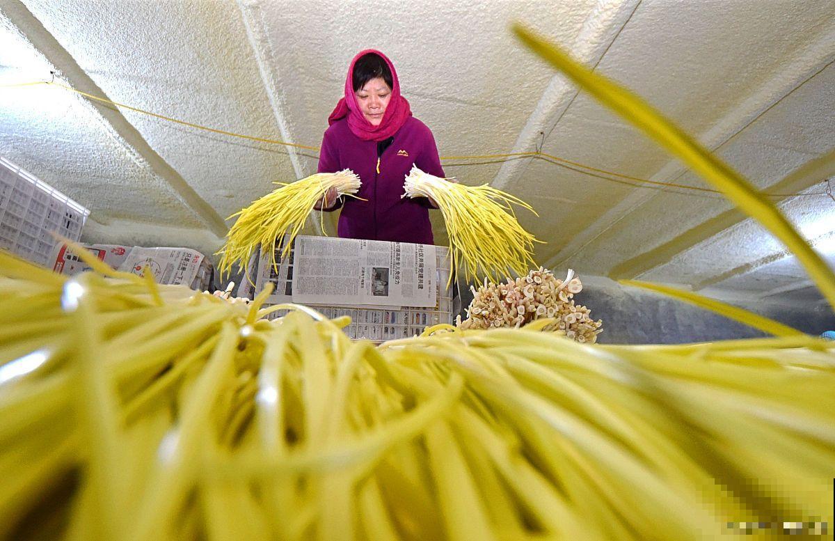大棚蒜黄的种植方法 大棚蒜黄的种植方法