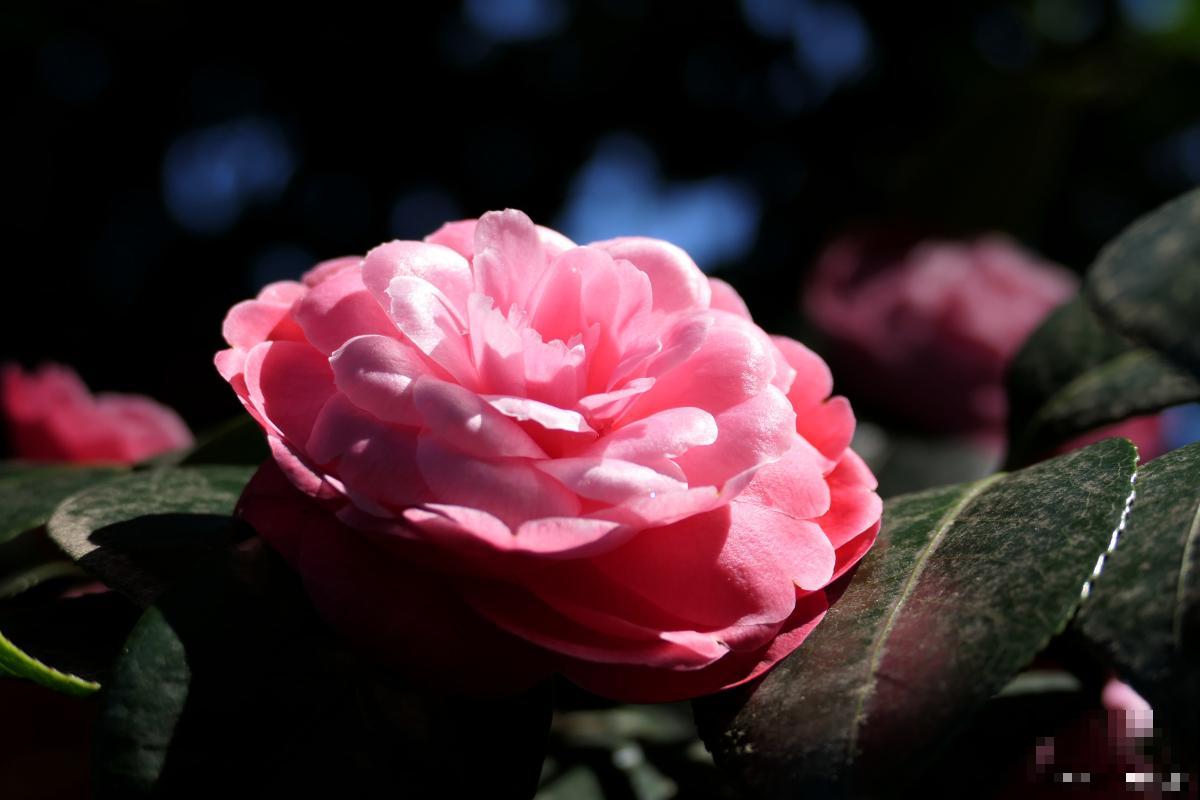 茶花长向一边怎么办 茶花长向一边怎么办
