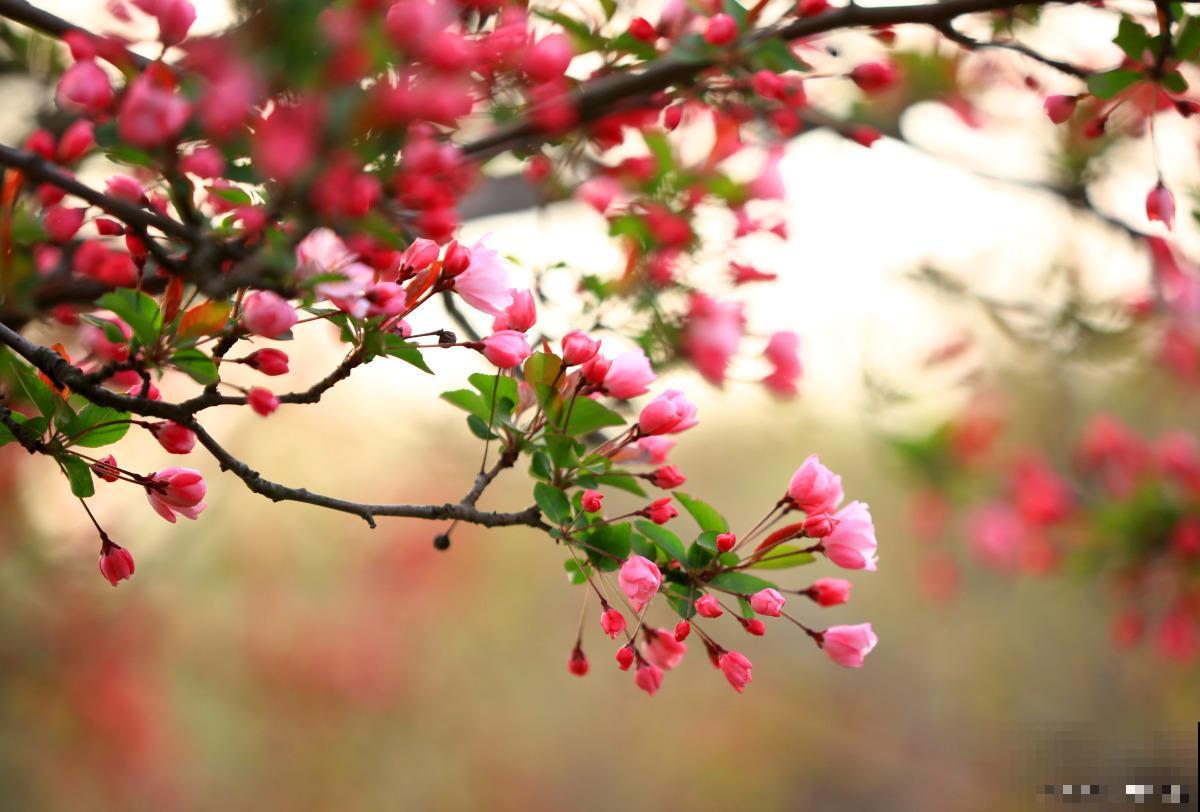 春天什么温度适合种花 春天什么温度适合种花