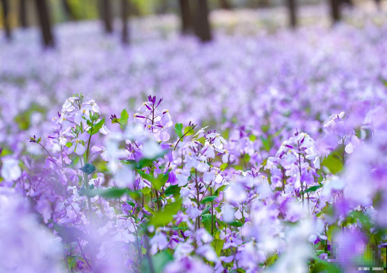 二月兰生长在什么地方