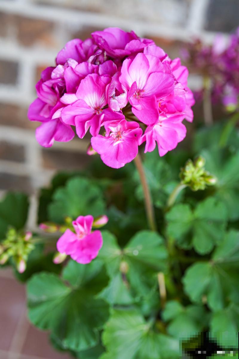 天竺葵怎么过夏？