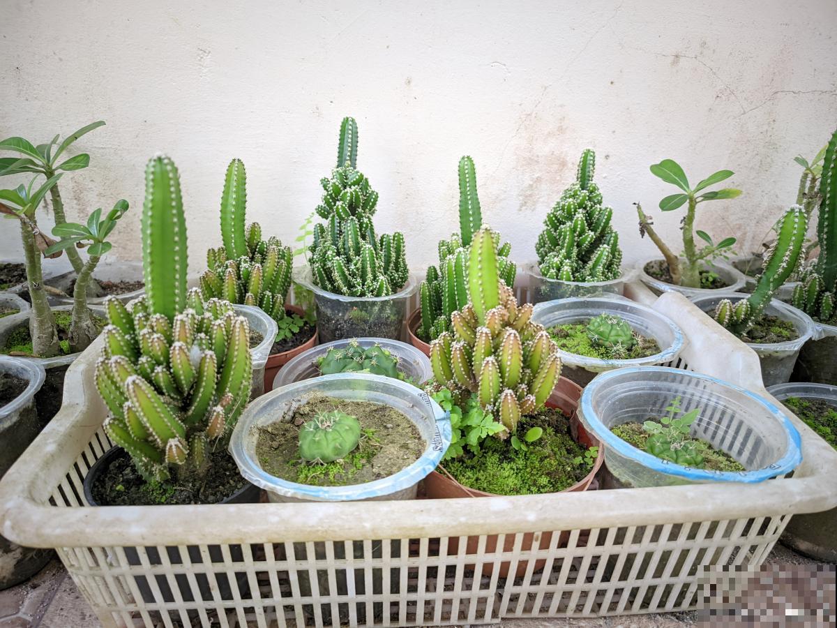 仙人指多久生根？