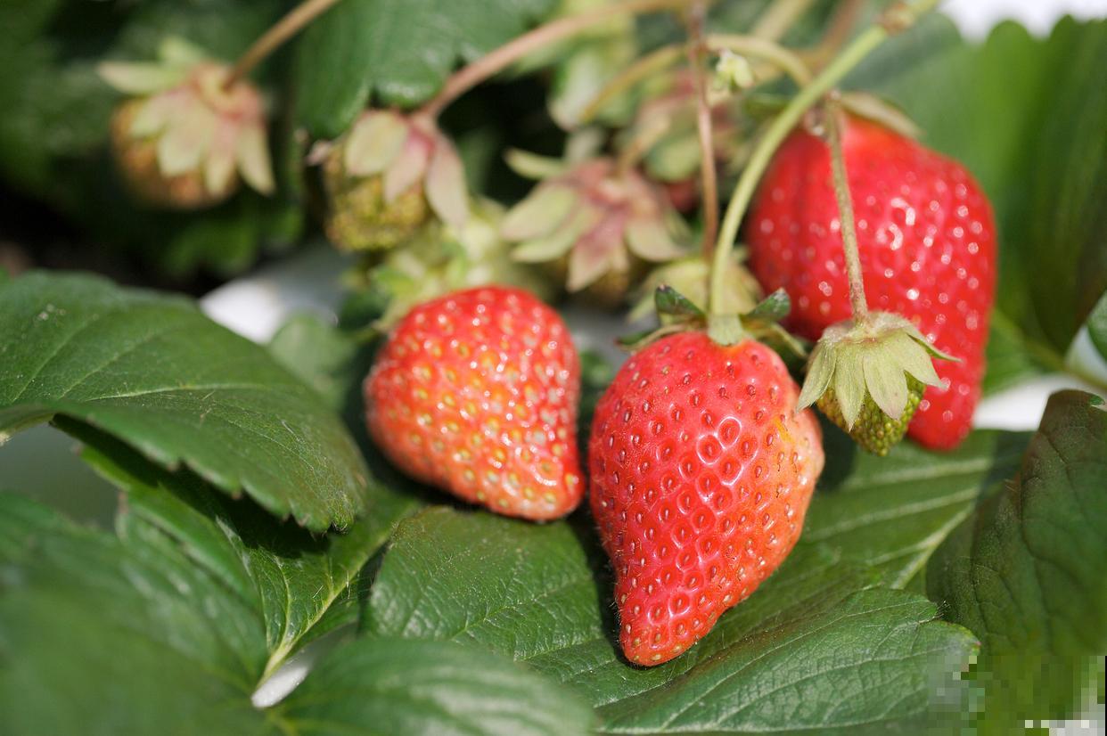 草莓为什么开了花不结果