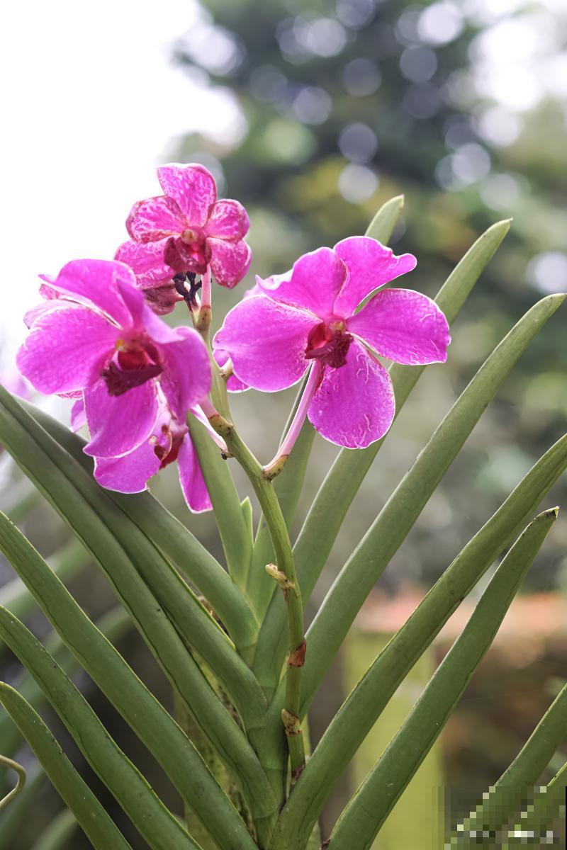 兰花为什么要分盆