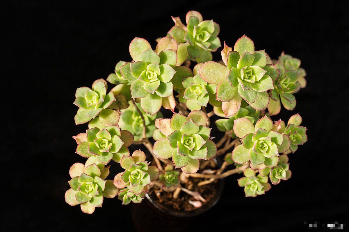 艳日辉怎么浇水？