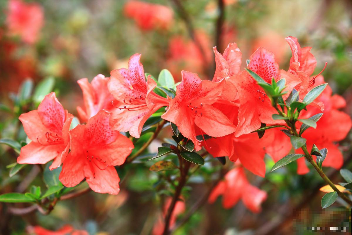映山红几月份开花