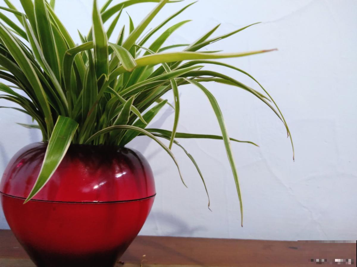 适合垂吊的花卉有哪些