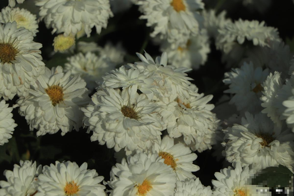 白菊怎么养殖的? 白菊怎么养殖的?