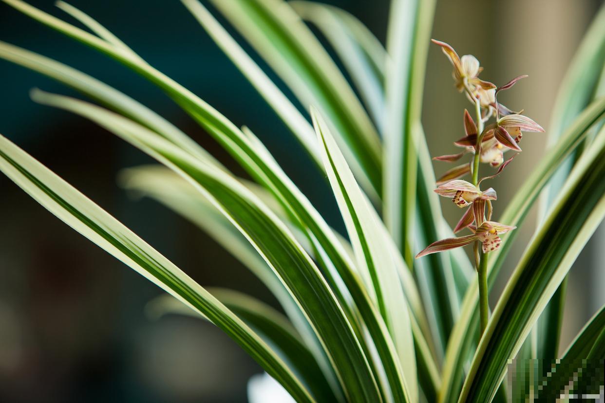 兰草怎么浇水的？