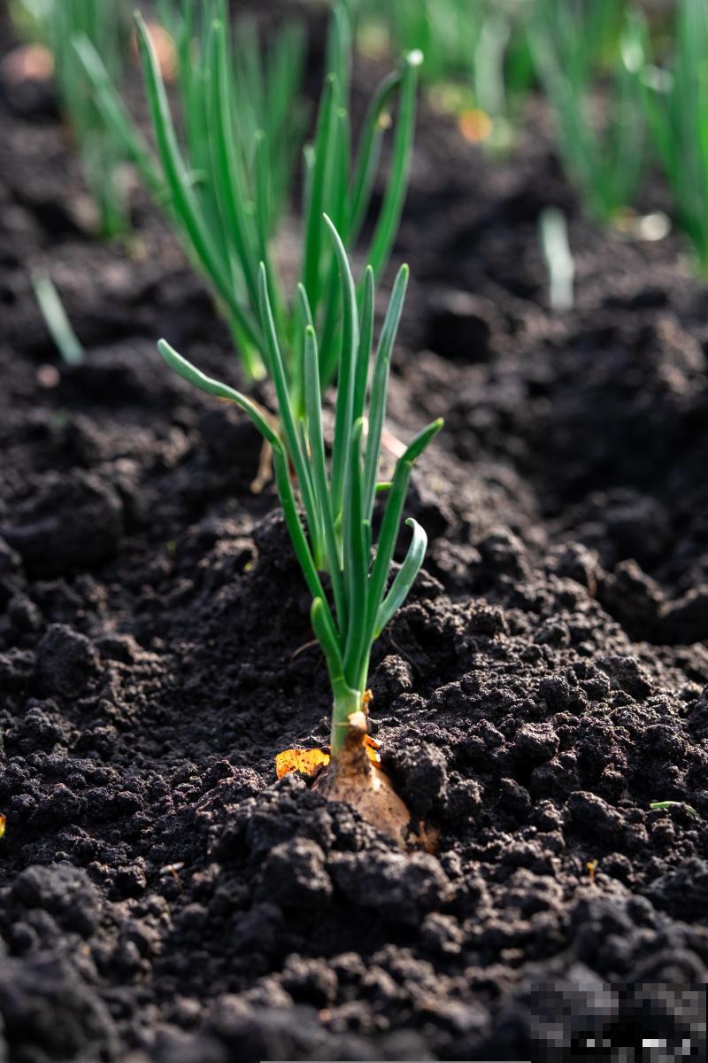 大葱育苗方法和时间北方