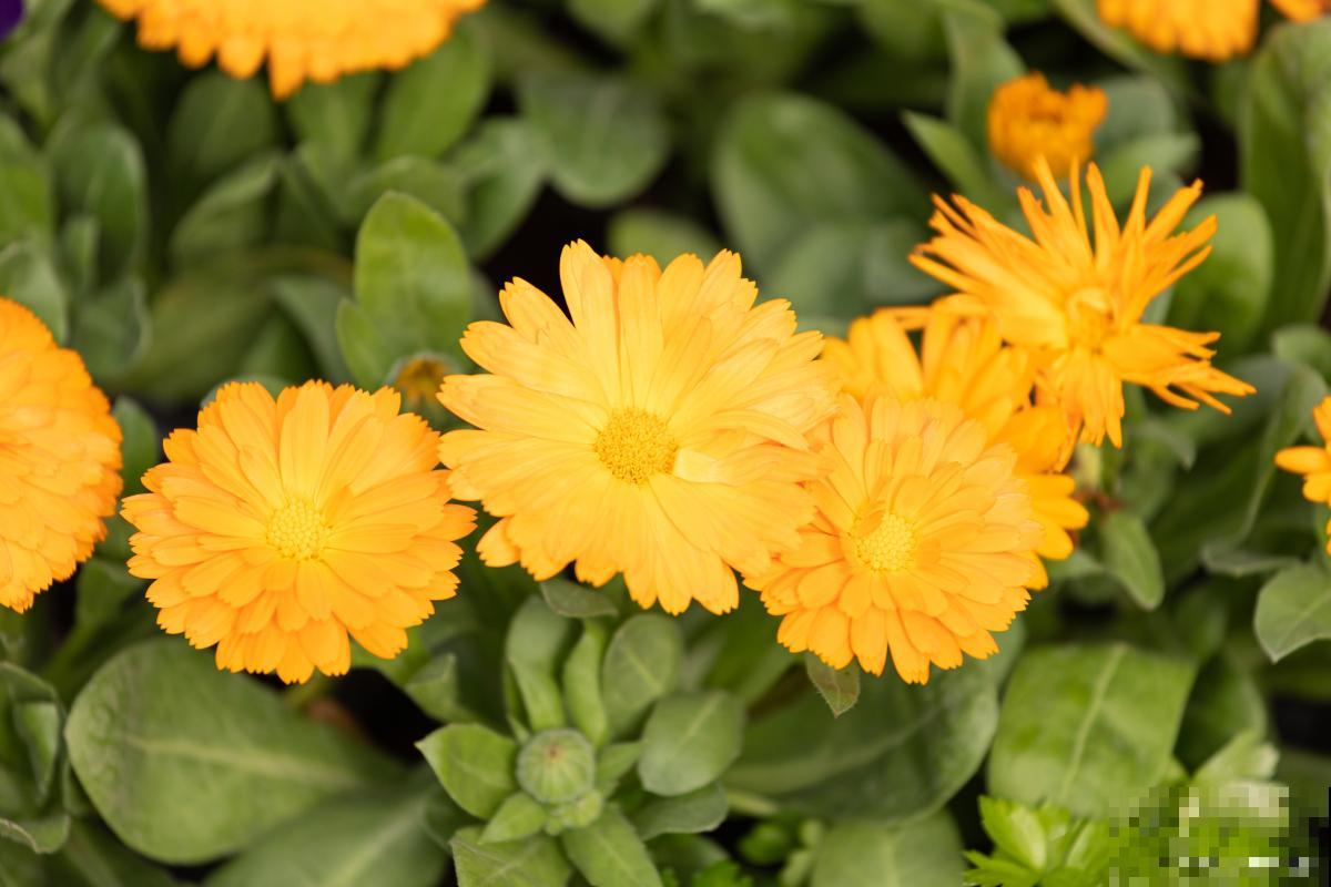 二年生植物有哪些