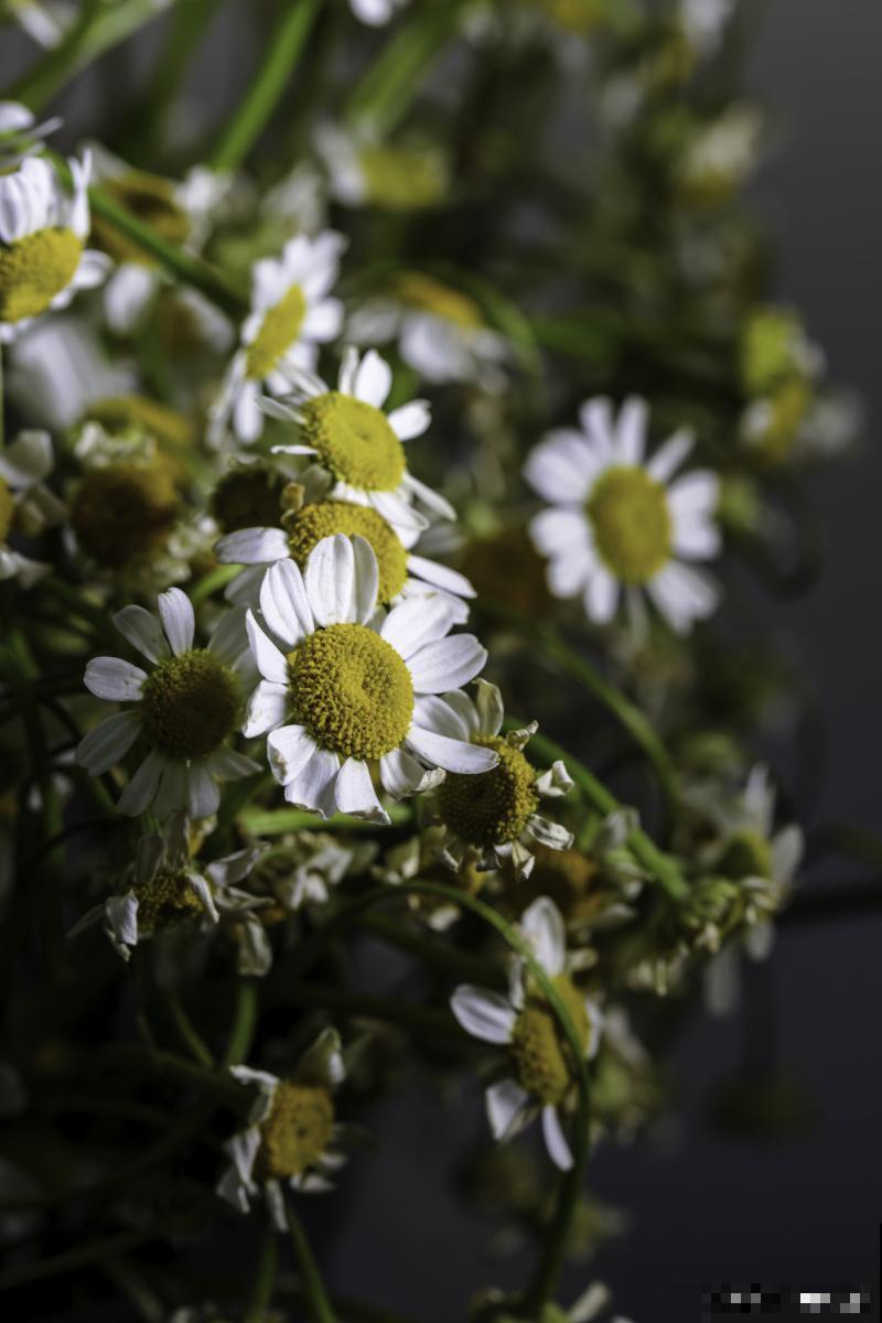 小雏菊多久开花？