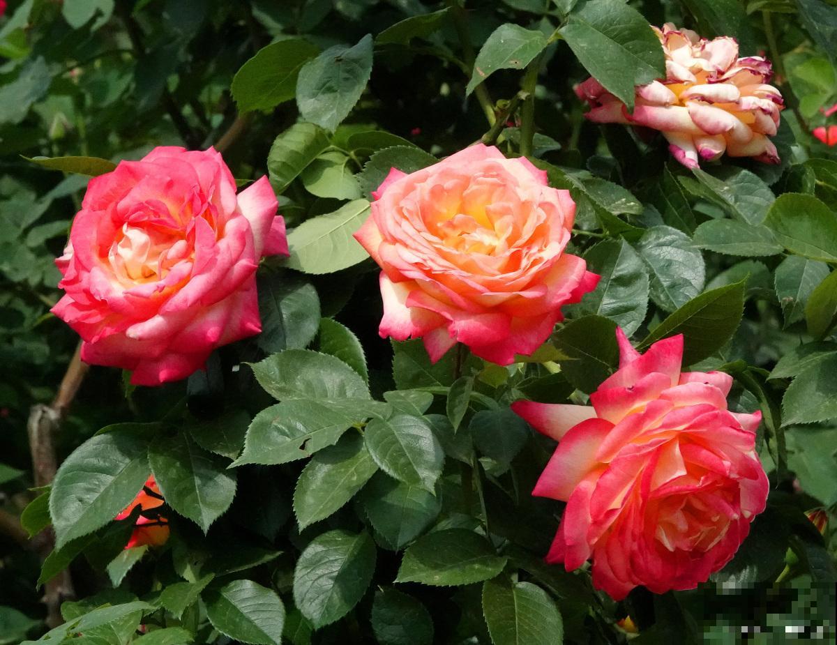 中秋节送什么花？