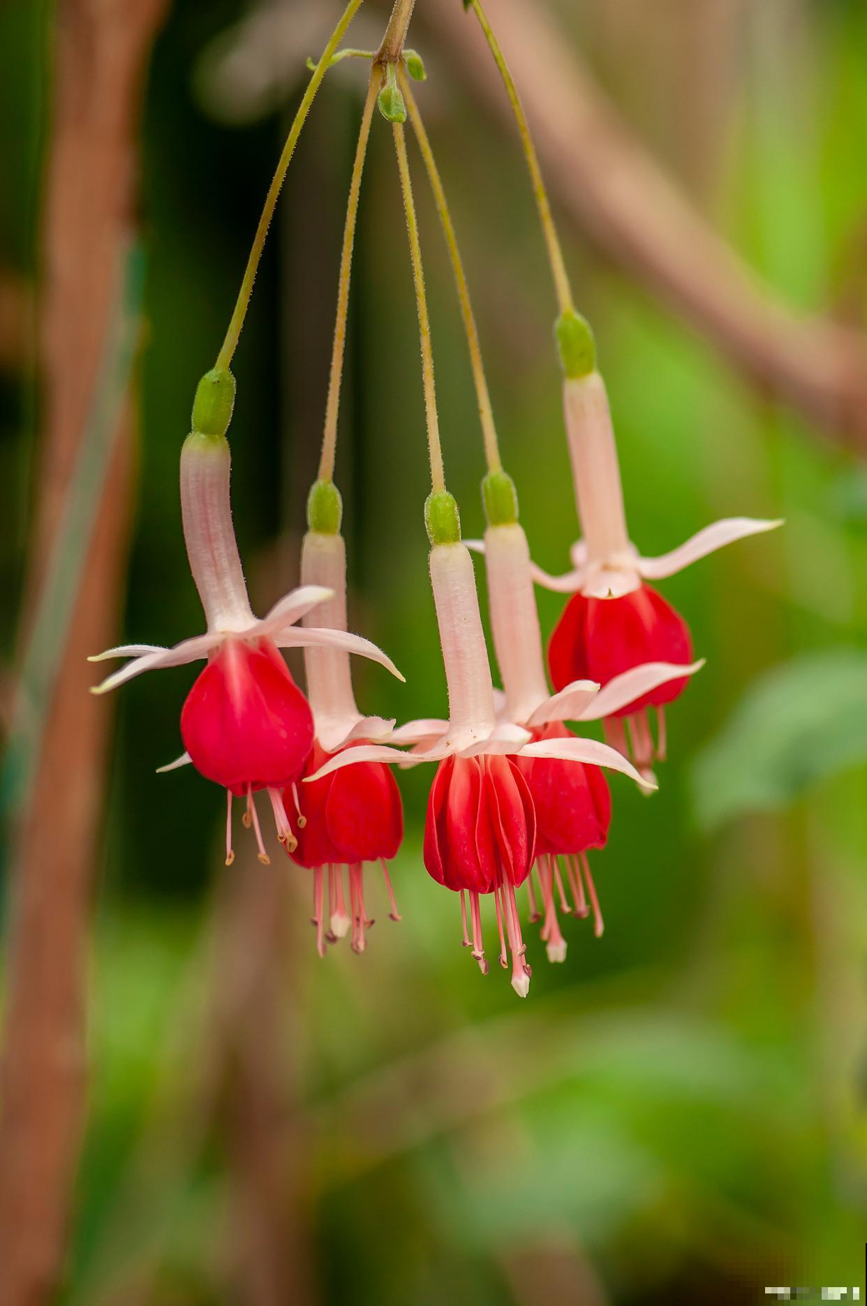 倒挂金钟用什么肥料 倒挂金钟用什么肥料