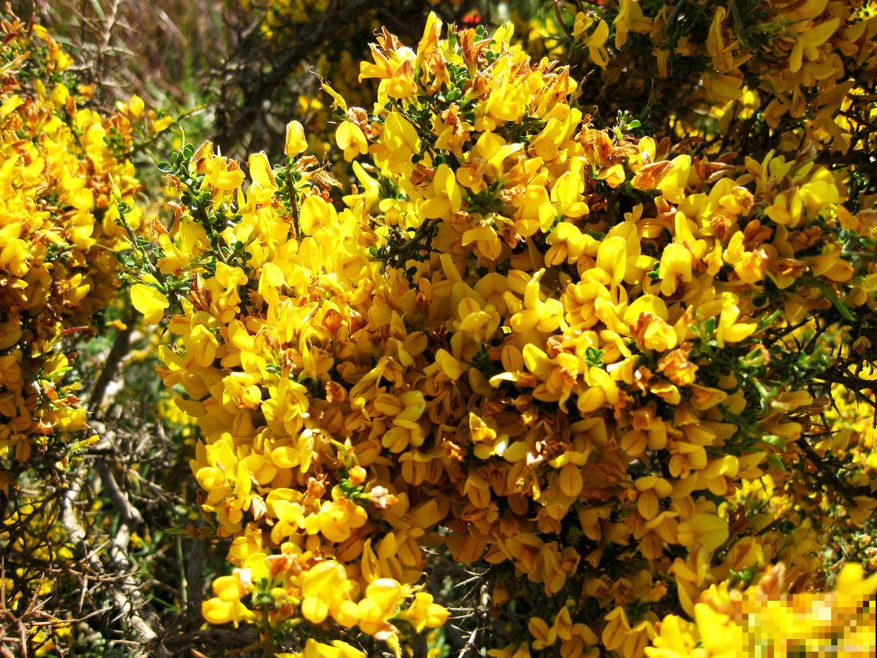 金雀怎么修剪的？