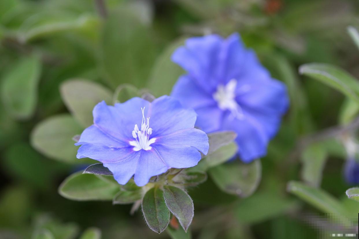 蓝星花可以养几年