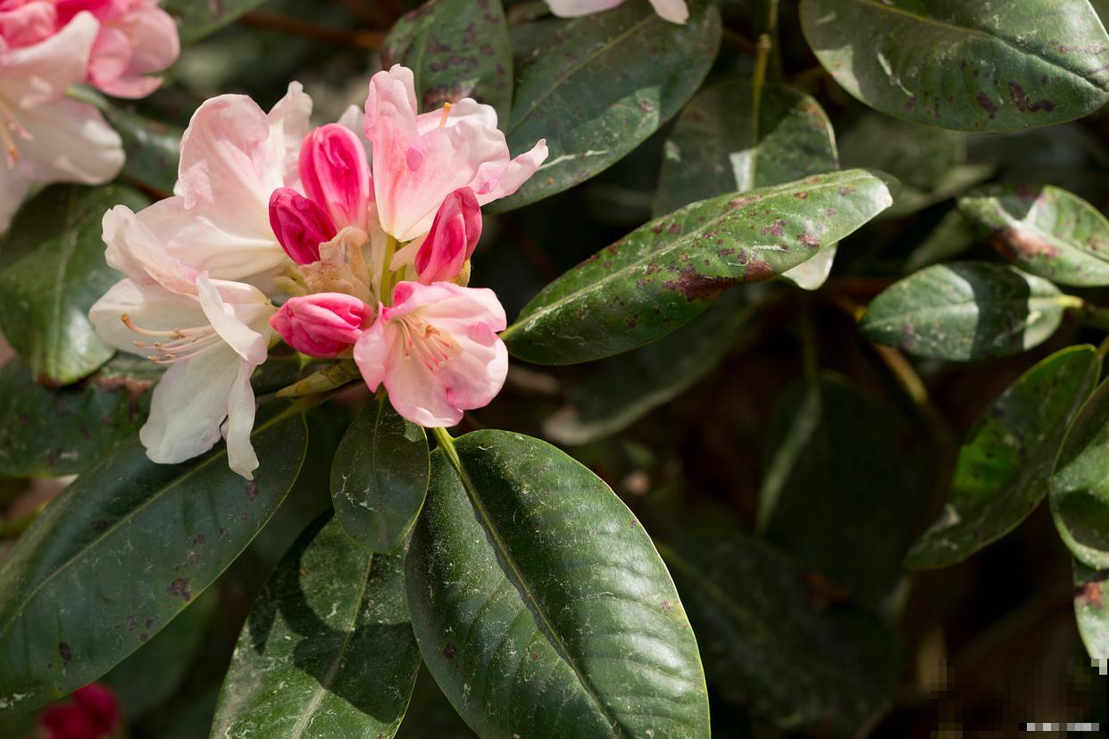 杜鹃花叶子发黑掉叶子怎么办