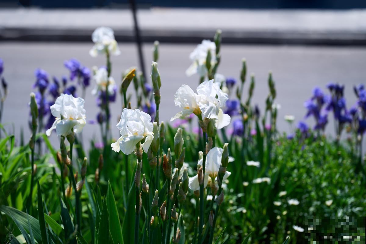鸢尾花怎么繁殖？
