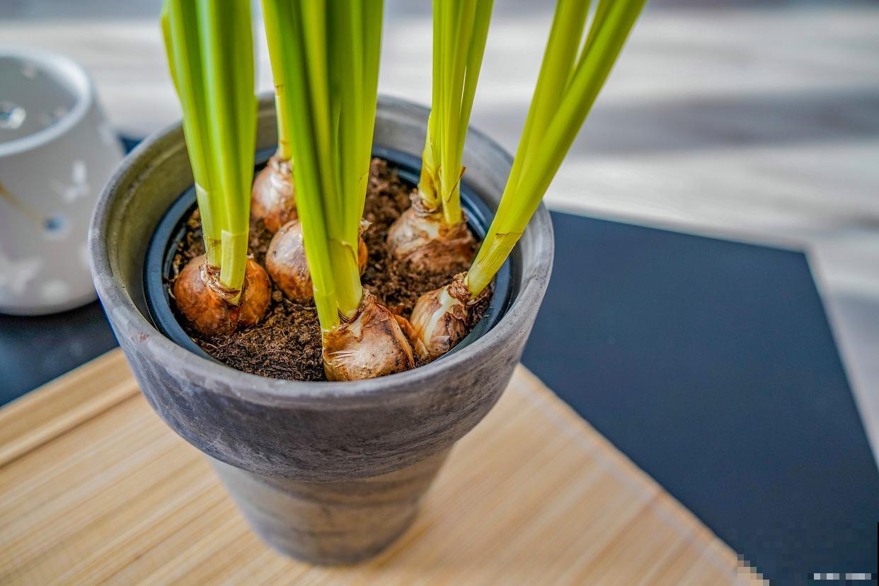 剑兰种球多久发芽 剑兰种球多久发芽