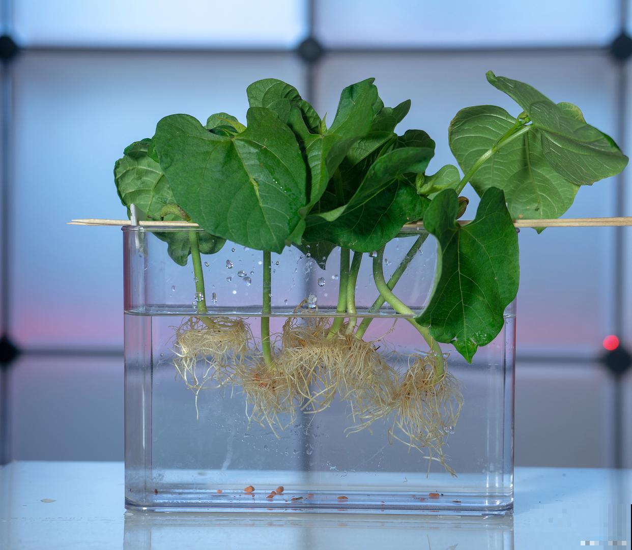 半水培植物怎么养