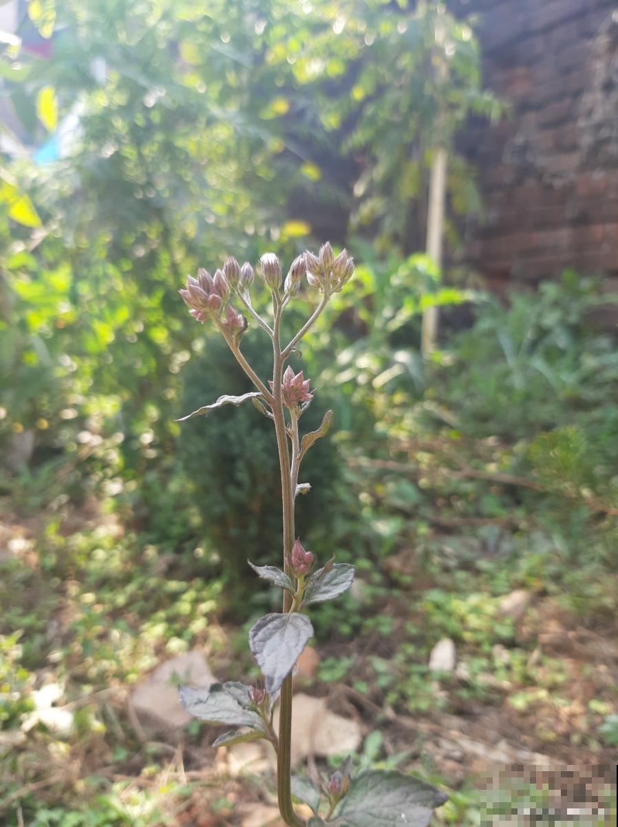 铁筷子怎么种植？