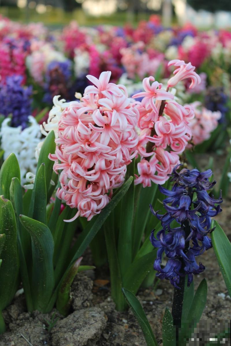 春天什么温度适合种花 春天什么温度适合种花