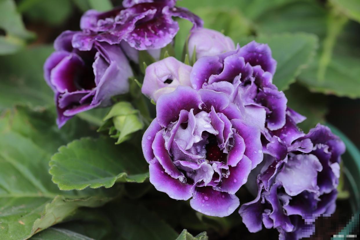 大岩桐花怎么修剪