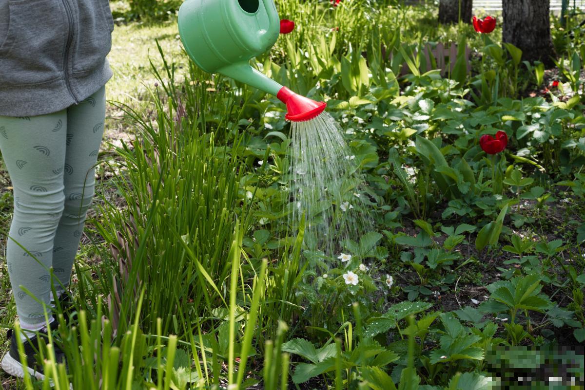 植物夏天什么时候浇水