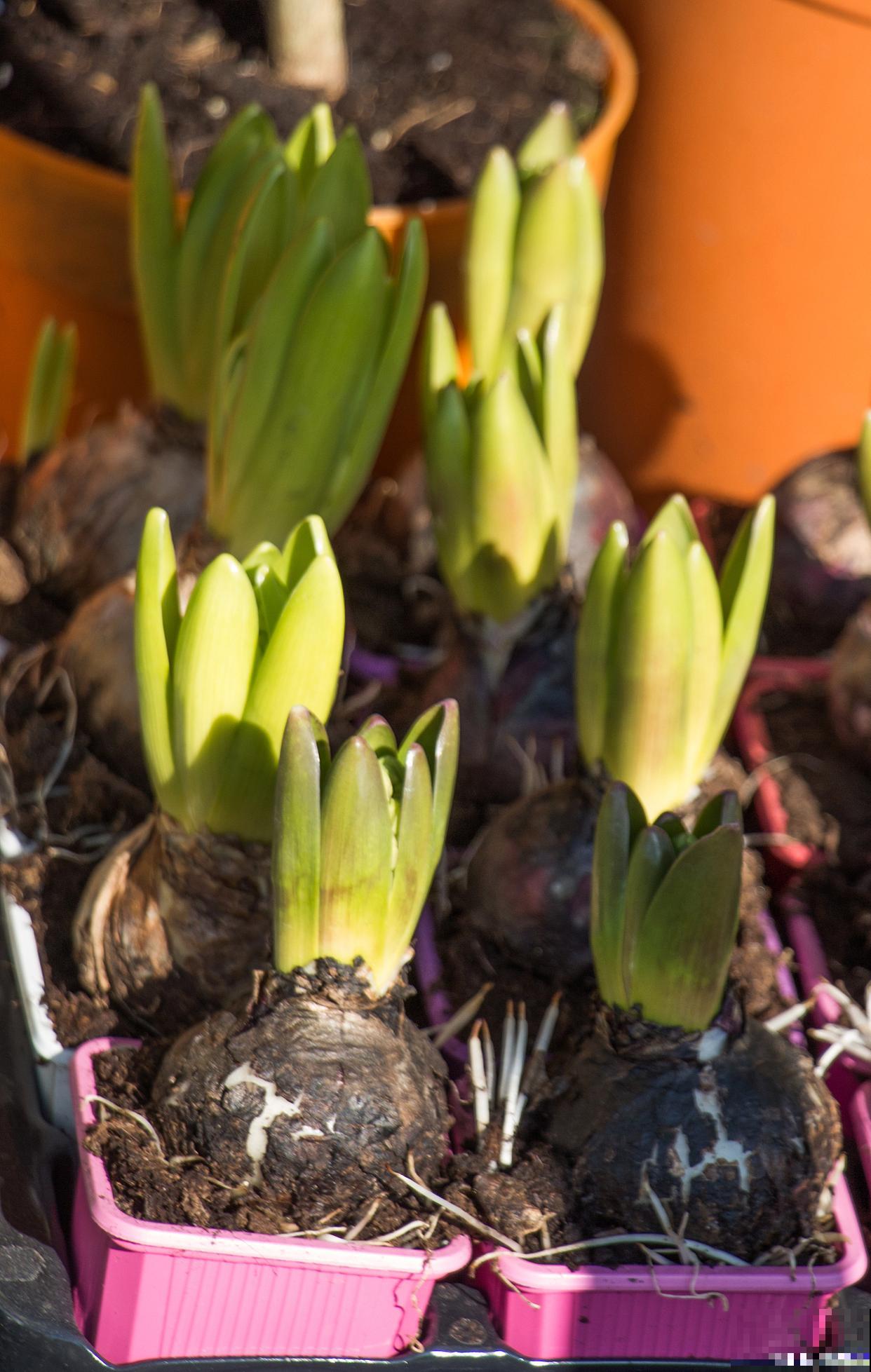 香雪兰种球的种植方法时间