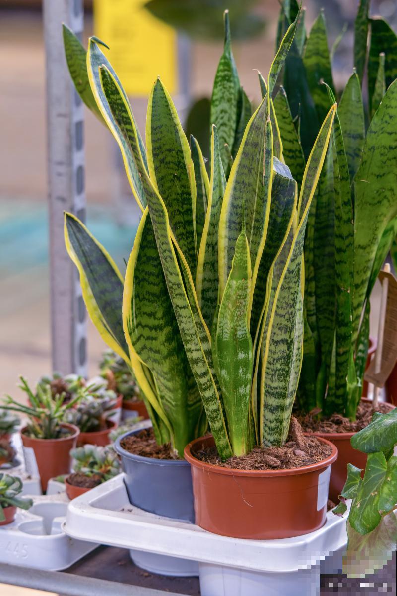 种虎皮兰用什么花盆