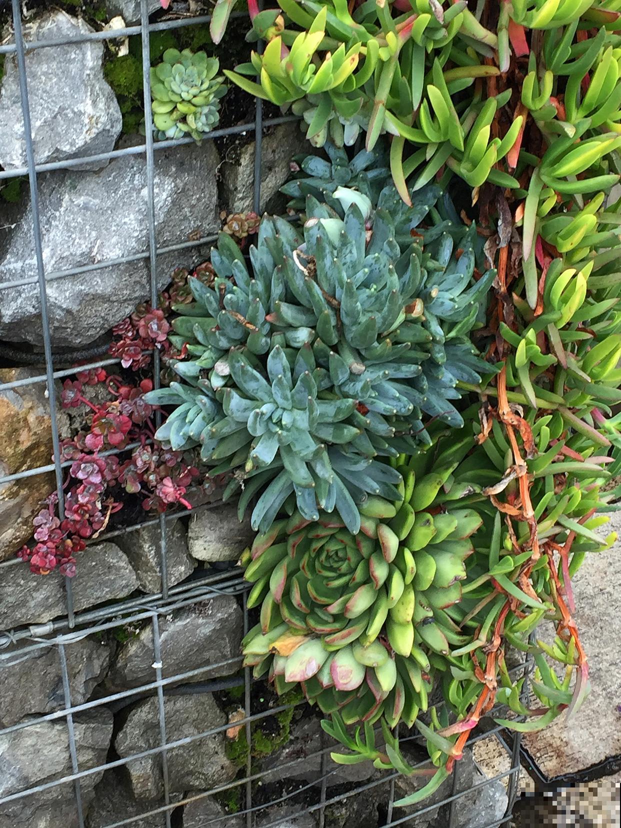 花卉玉麒麟上有烂斑怎么办 花卉玉麒麟上有烂斑怎么办