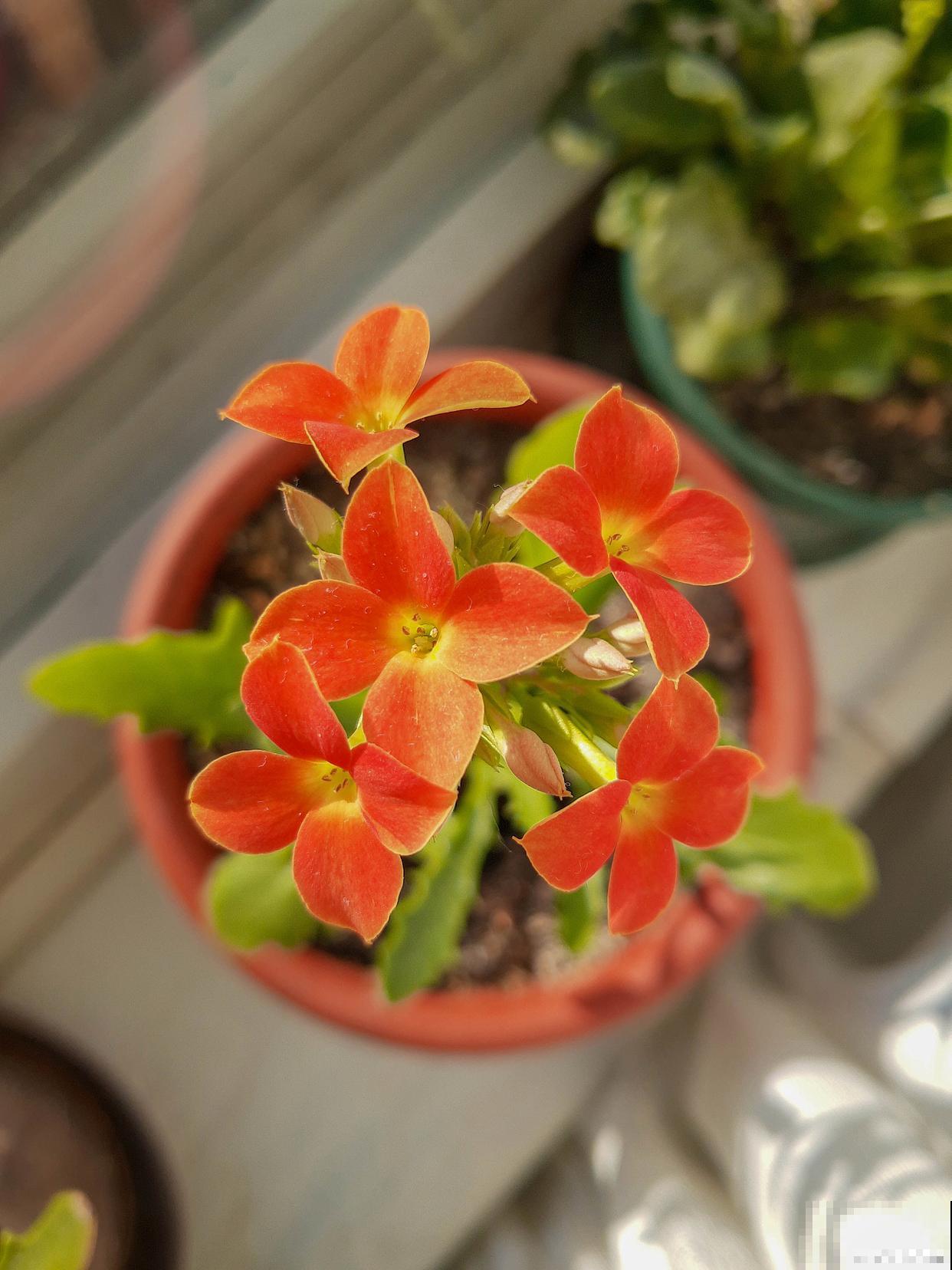 小宫灯长寿花怎么扦插