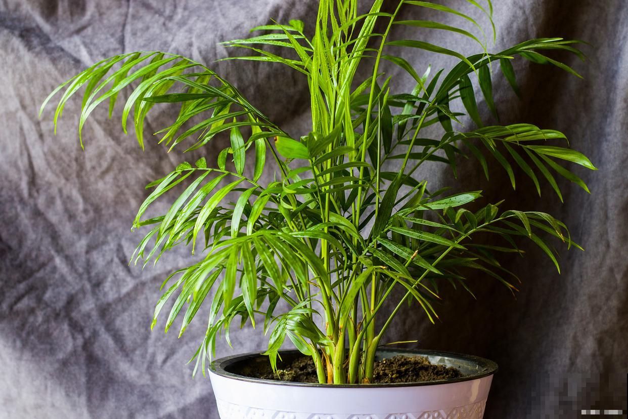 微型椰子树怎么养