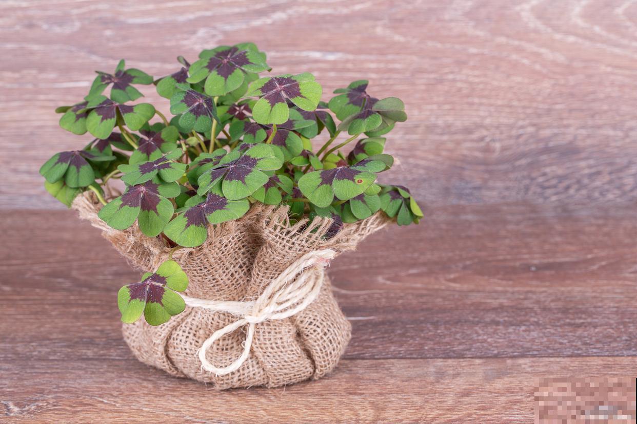 春天能不能埋鱼肠子在盆花里做肥料