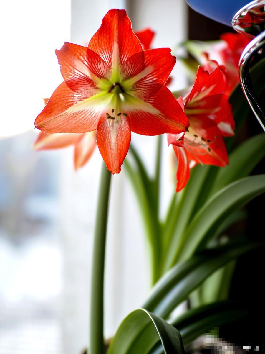 朱顶红换盆时根须处理