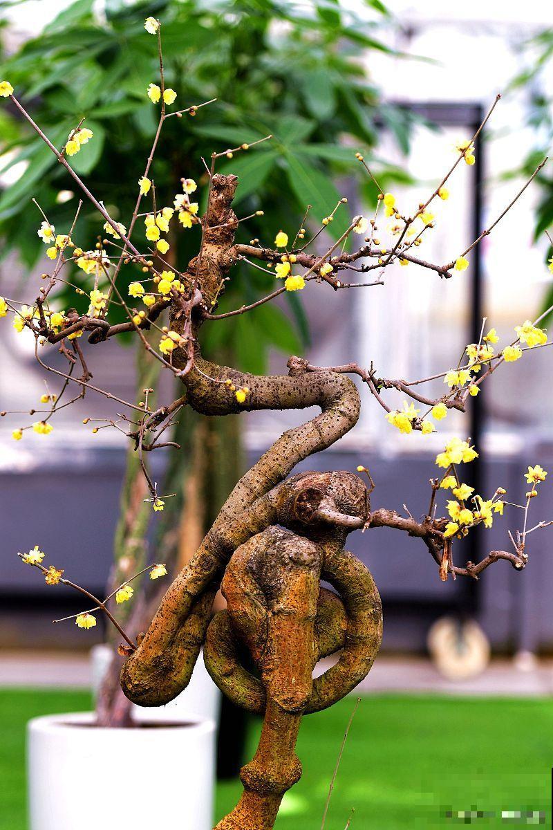 盆栽腊梅怎么养多开花 盆栽腊梅怎么养多开花