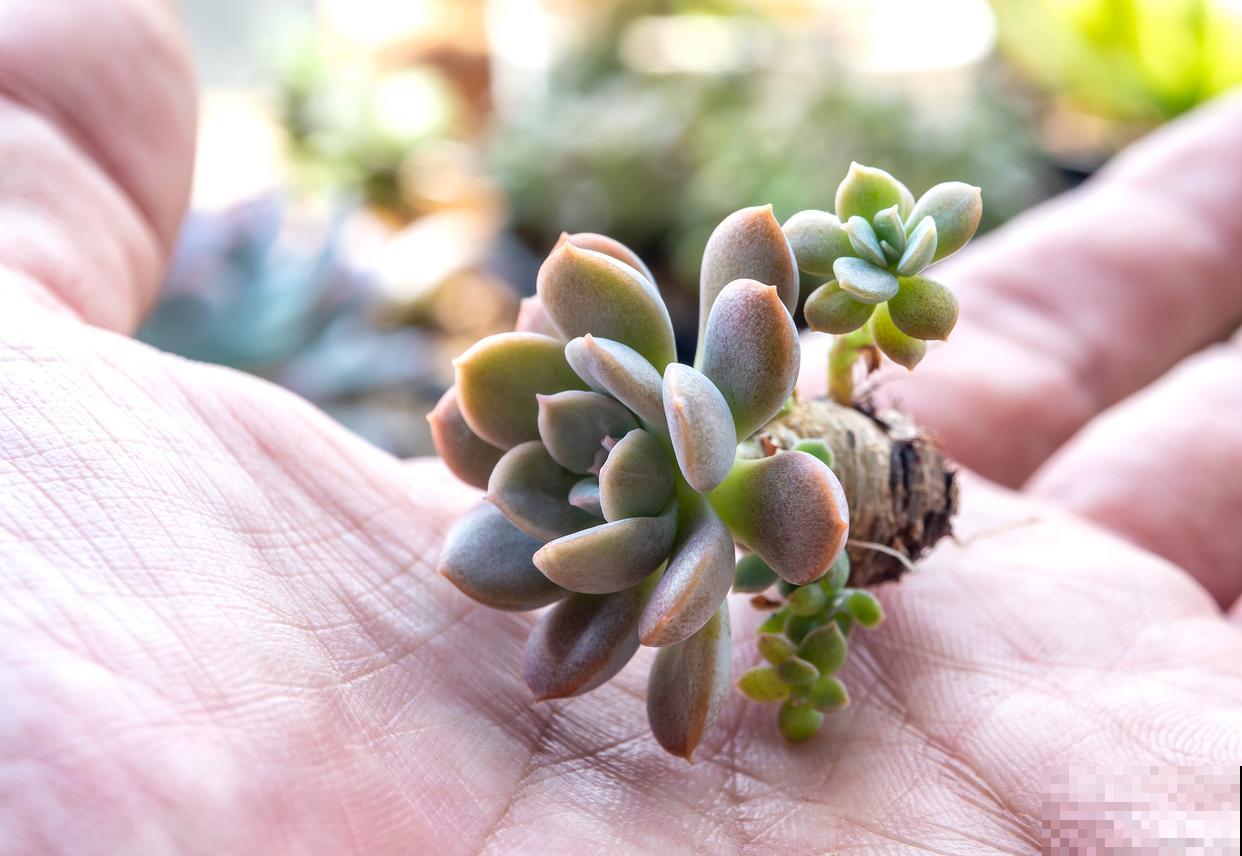 桃美人怎么养胖？