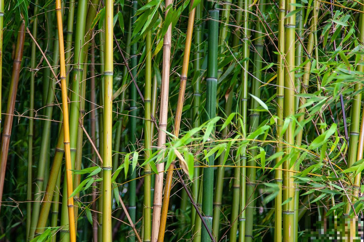 竹子易得什么病? 竹子易得什么病?