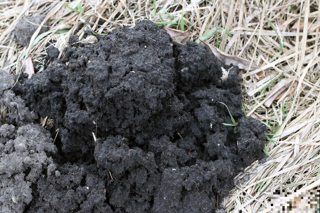 草木灰适合什么植物