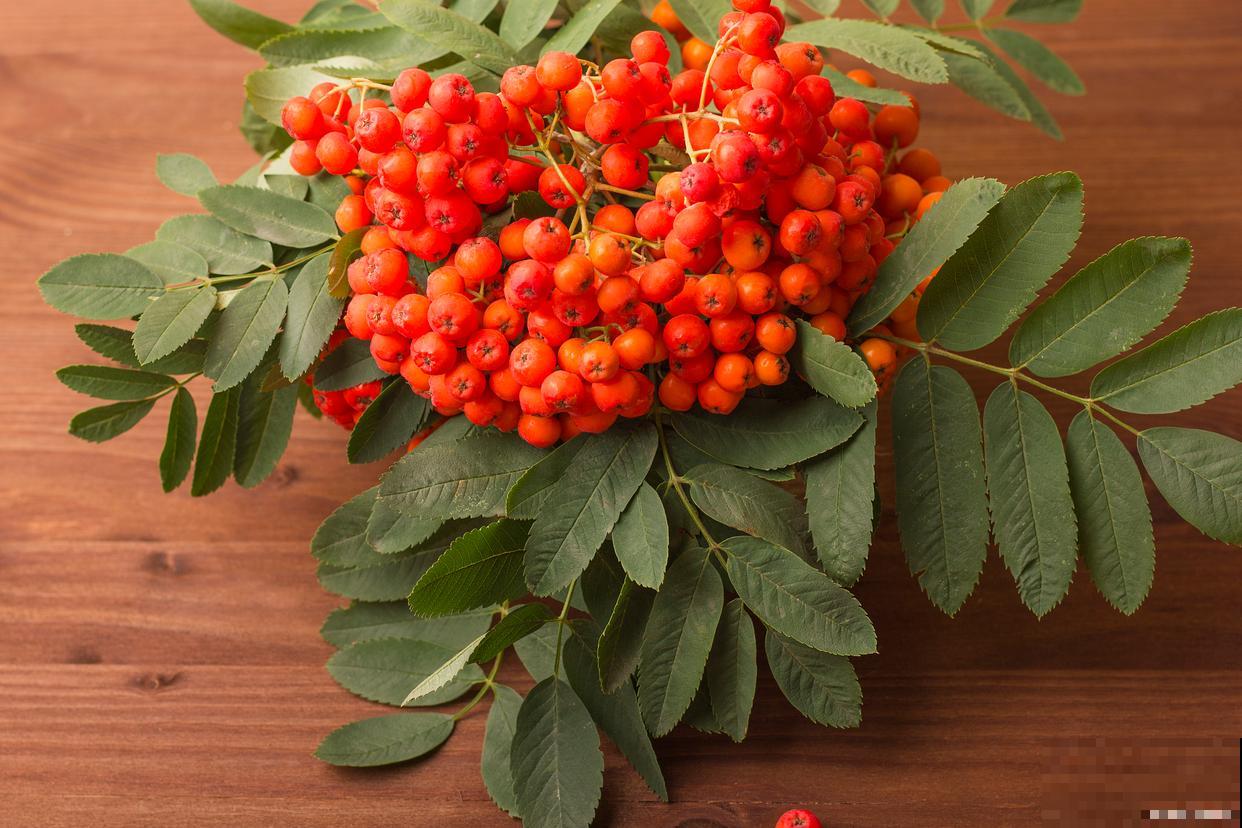 富贵籽什么时候开花 富贵籽什么时候开花