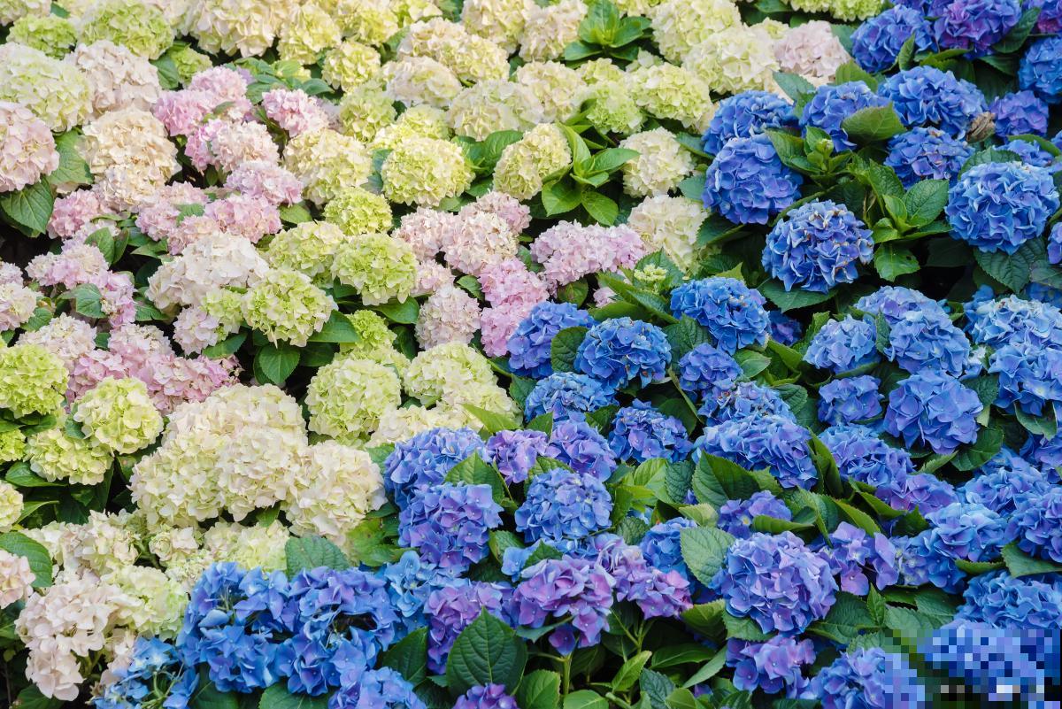 大花绣球什么时候开花 大花绣球什么时候开花