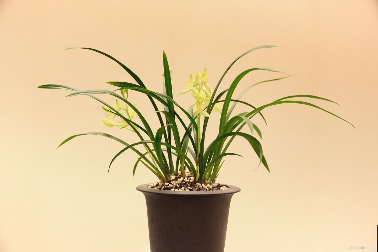 春兰叶尖发黄是什么原因