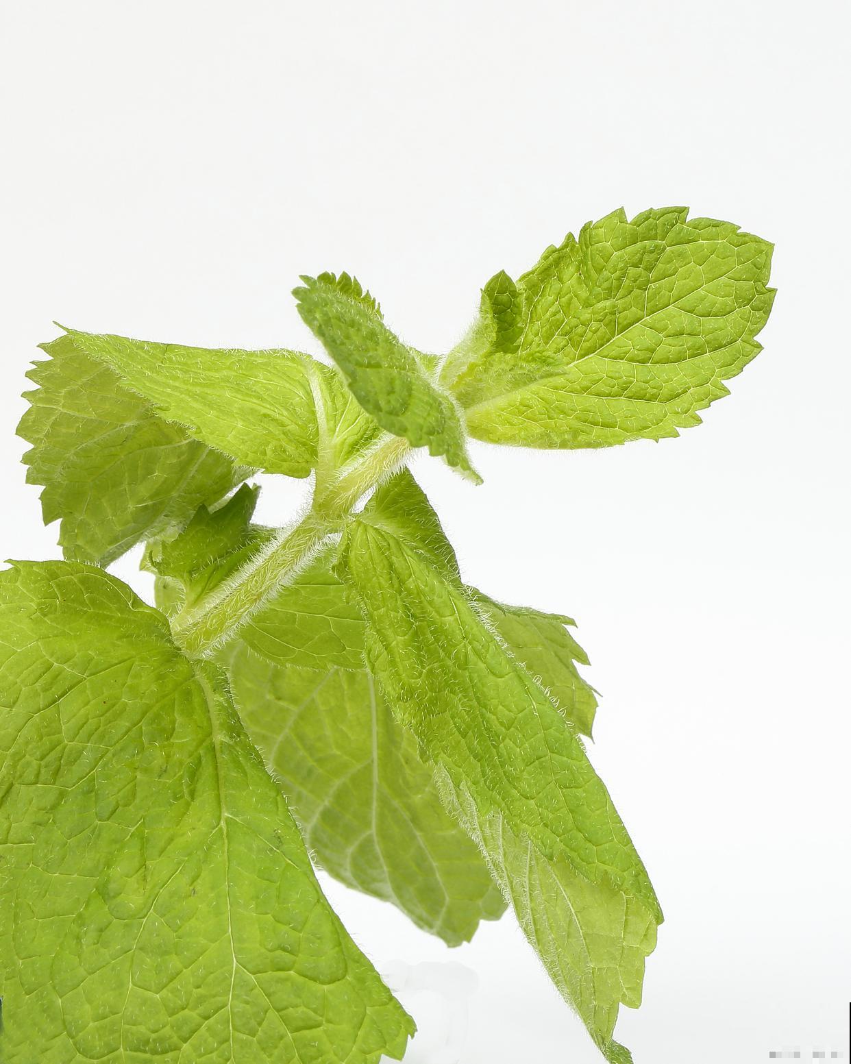 薄荷种类有哪些? 薄荷种类有哪些?