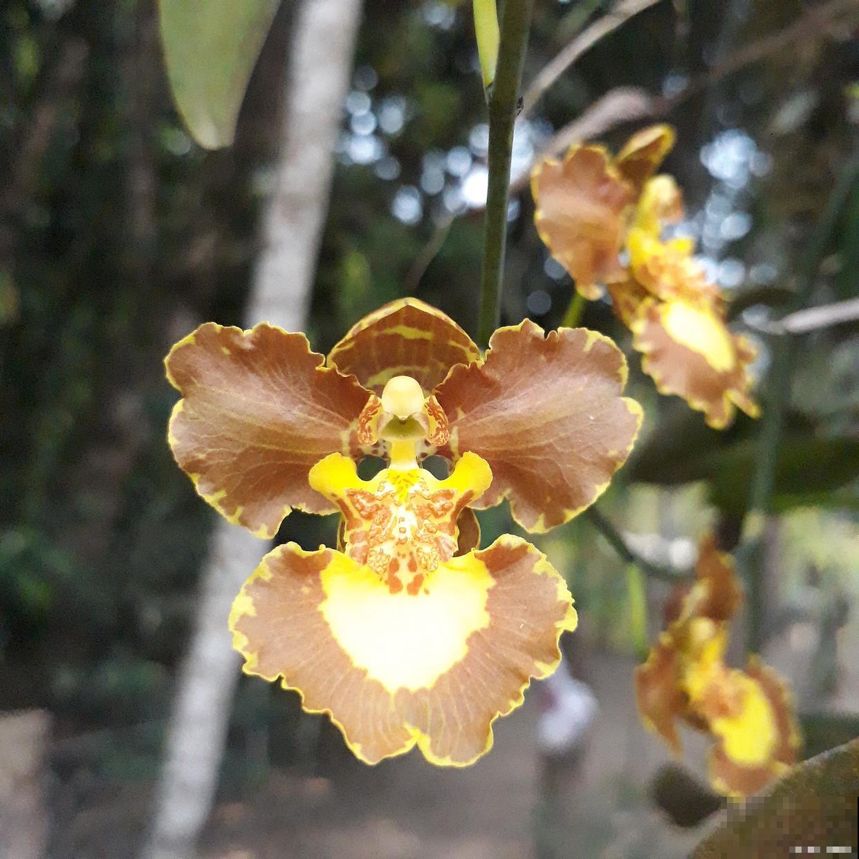 石斛兰花怎么养？