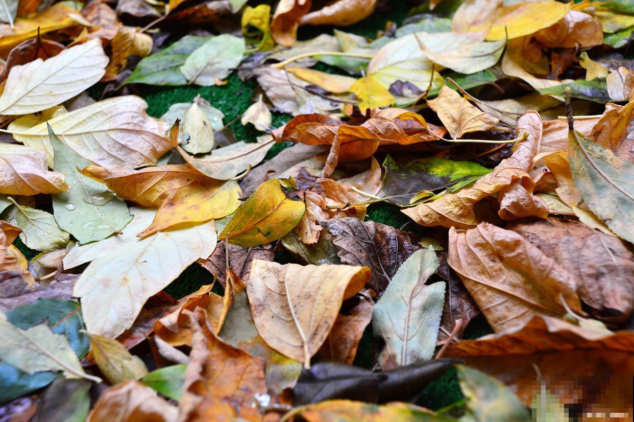 植物为什么落叶? 植物为什么落叶?
