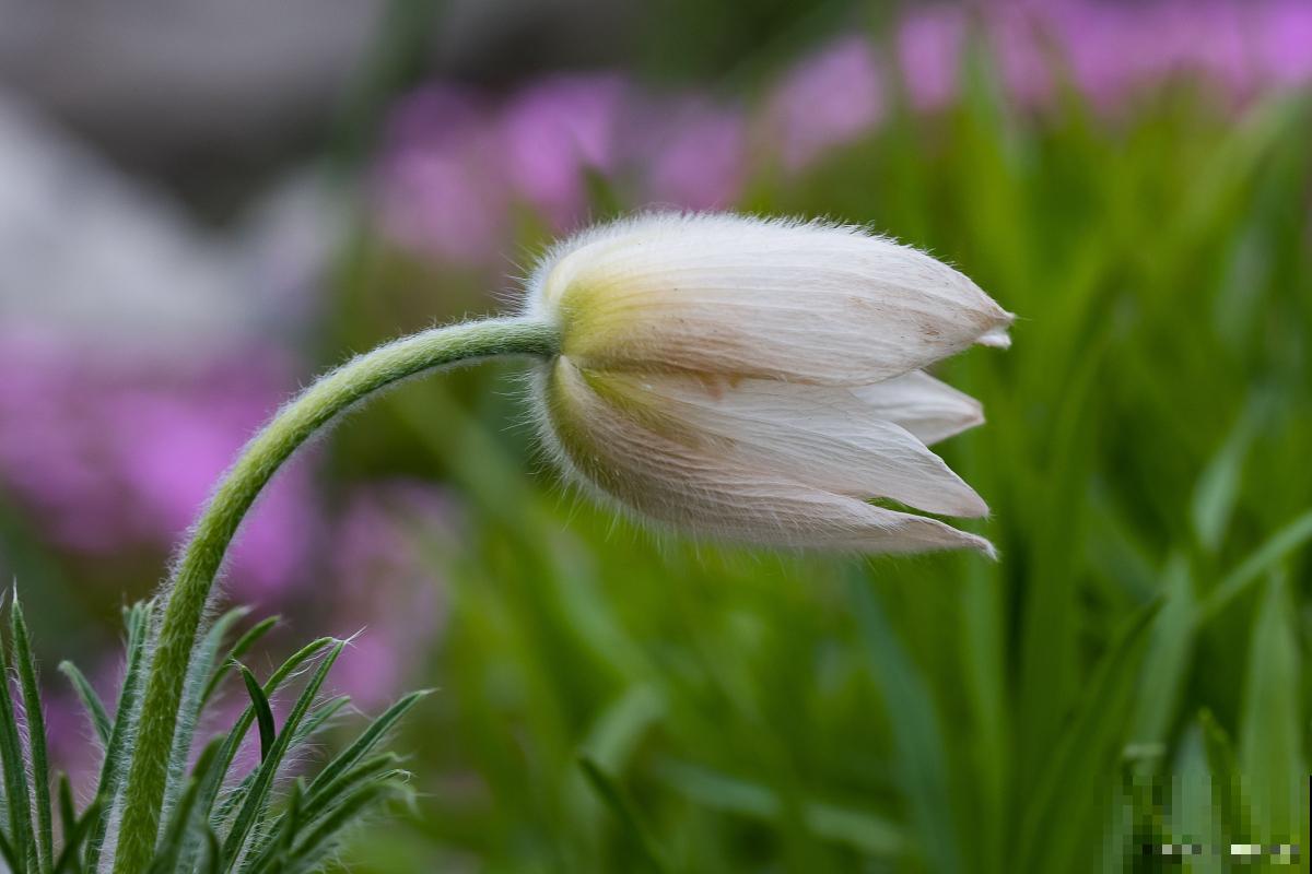白头翁是什么草？