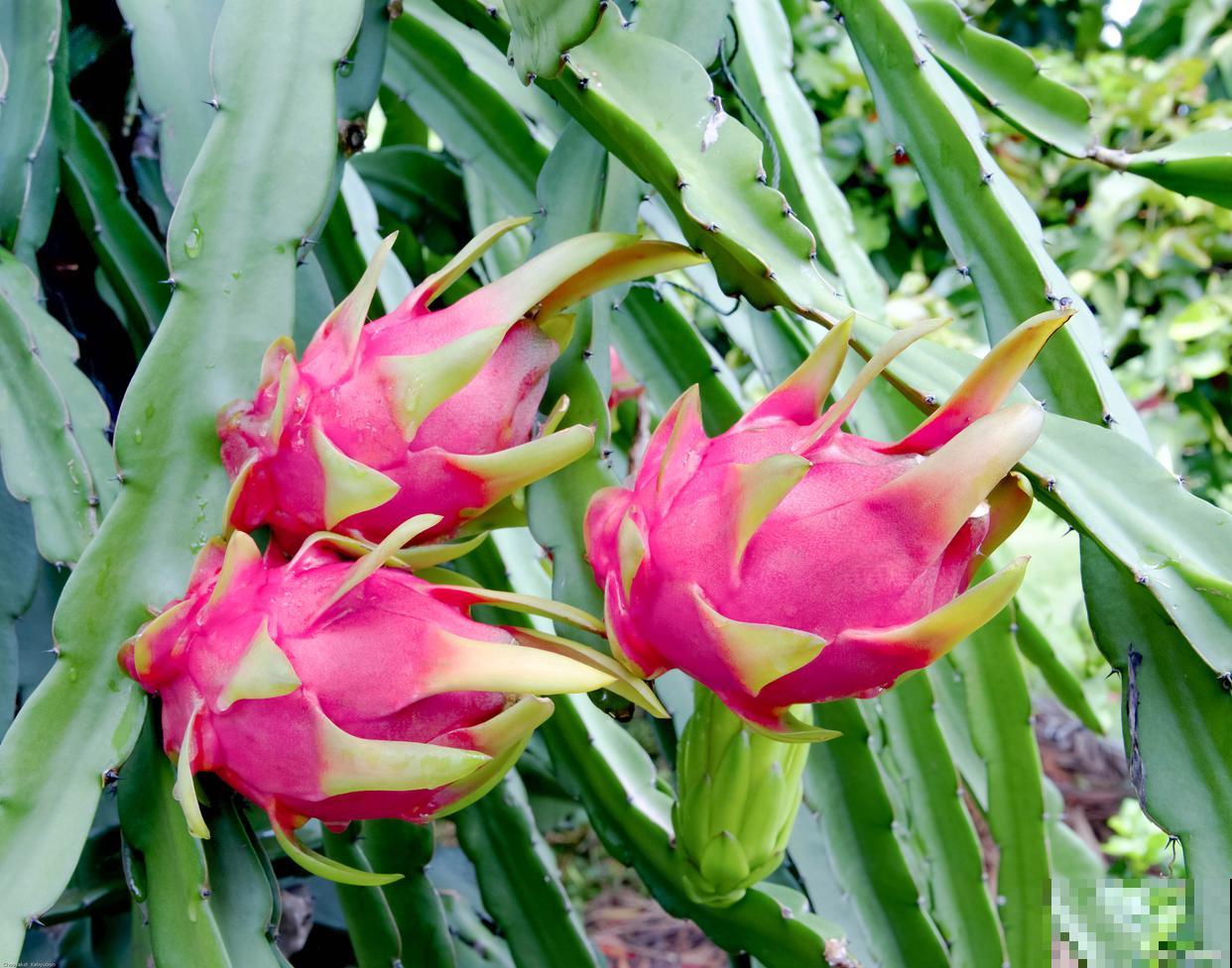 水培植物有哪些? 水培植物有哪些?