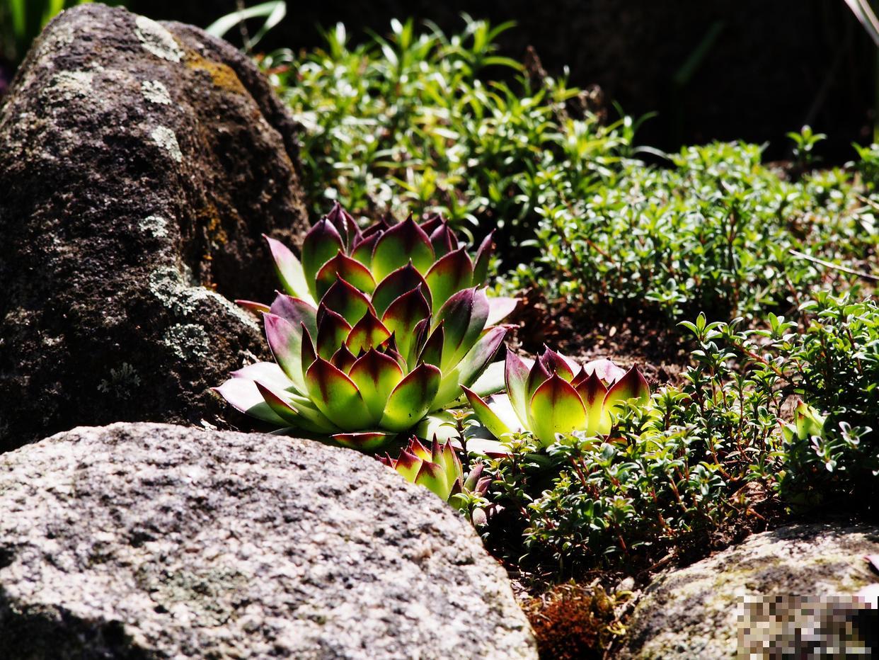 石莲叶插生根发芽后需要怎么栽种