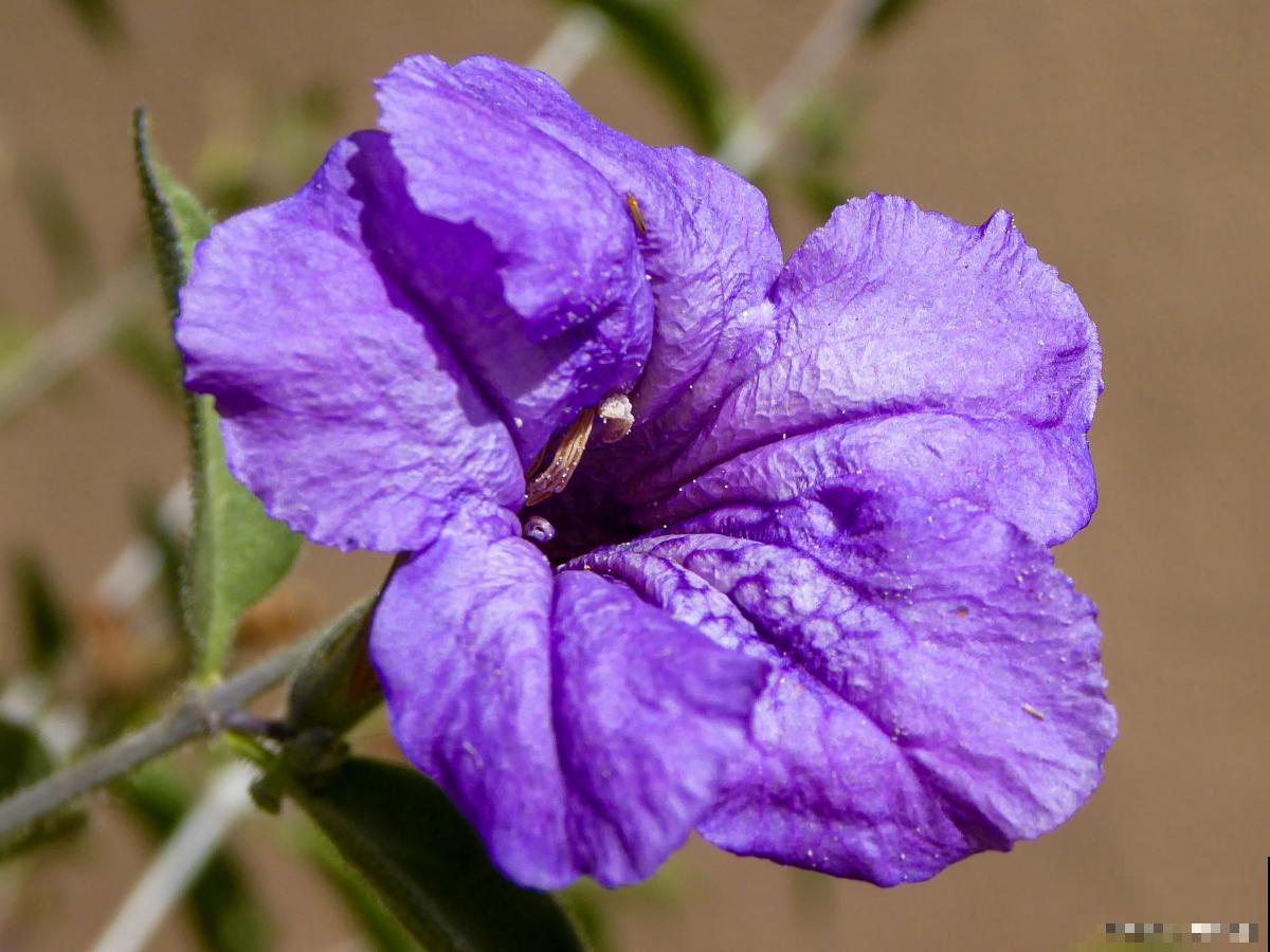 紫茉莉有虫怎么办